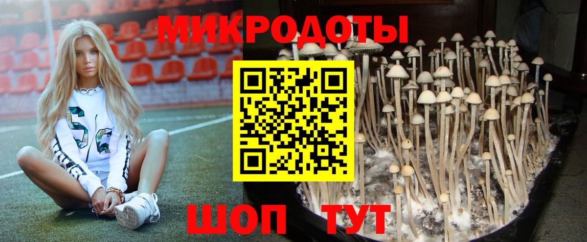 Галлюциногенные грибы Psilocybe Саранск